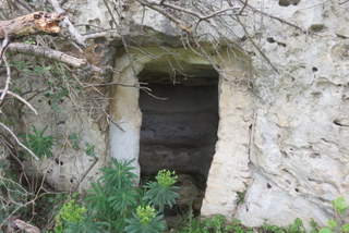 Coda di Lupo